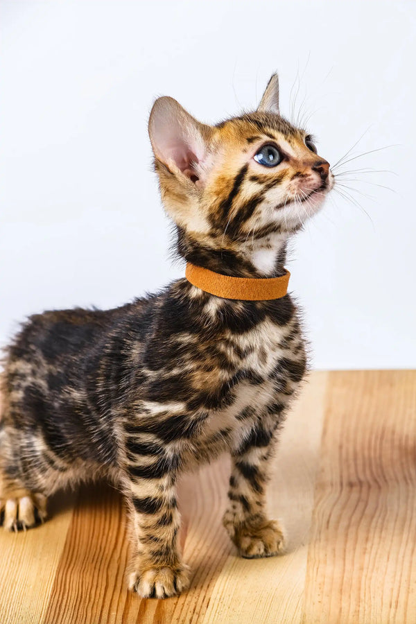 Olga | bengal kitten