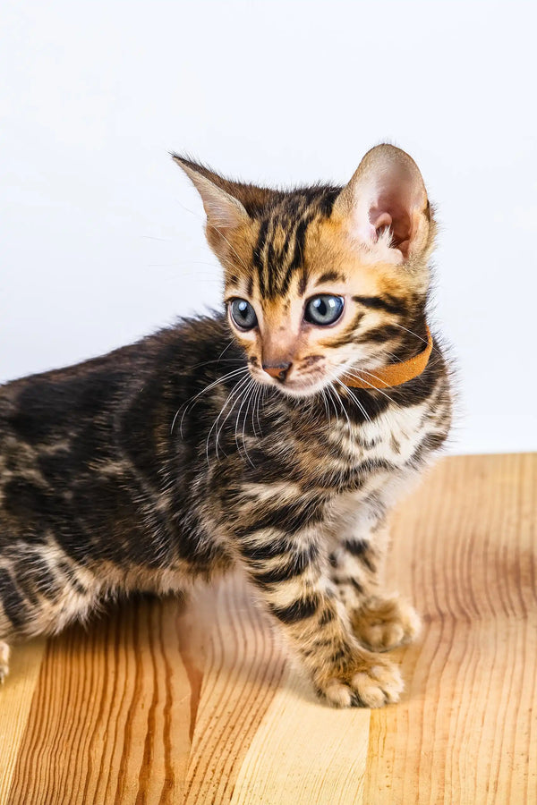 Olga | bengal kitten