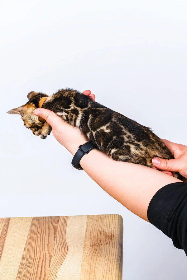 Olga | bengal kitten