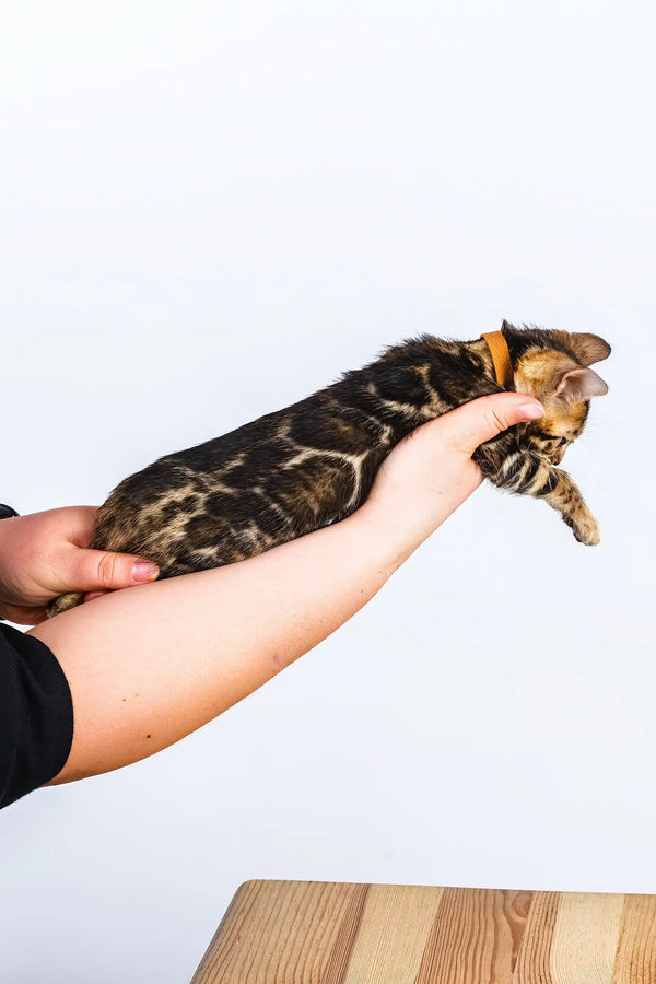 Olga | bengal kitten
