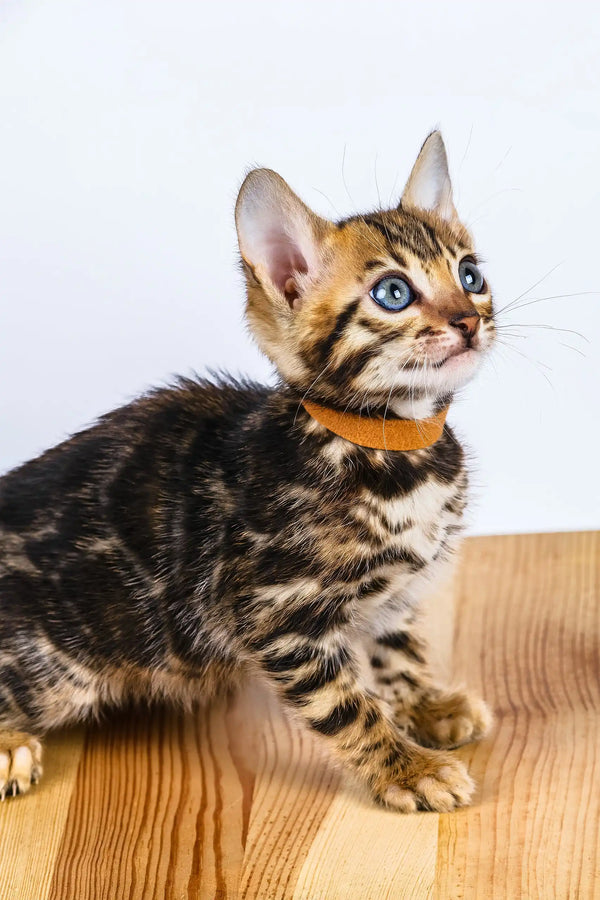 Olga | bengal kitten