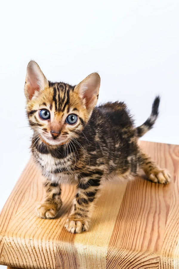 Olga | bengal kitten
