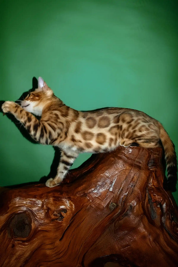 Olimp | bengal kitten