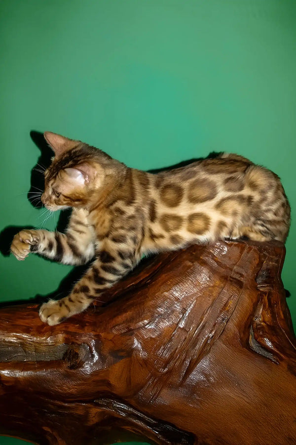 Olimp | bengal kitten