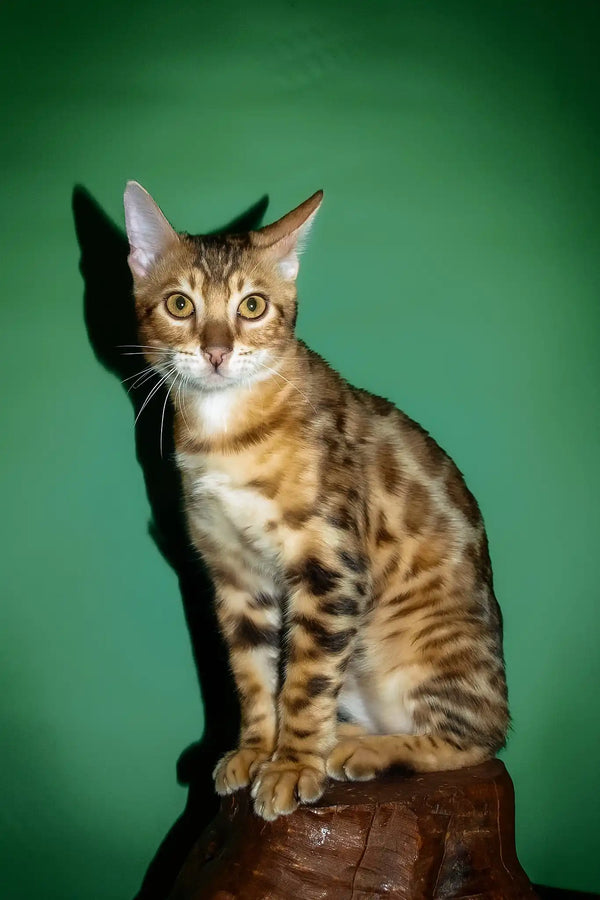 Olimp | bengal kitten