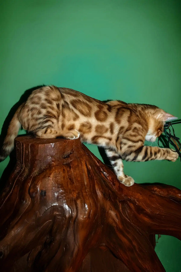 Olimp | bengal kitten