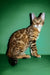 Olimp | bengal kitten