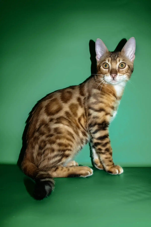 Olimp | bengal kitten