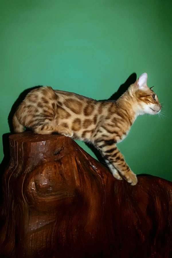 Olimp | bengal kitten