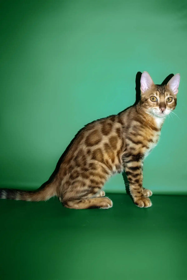 Olimp | bengal kitten