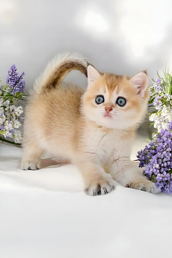 Adorable Olive the Scottish Fold kitten with big blue eyes and a cream-colored coat