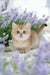 Adorable Scottish Fold kitten with blue eyes amidst lavender flowers