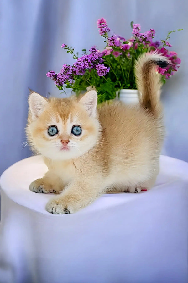 Adorable Olive, a Scottish Fold kitten, relaxing next to vibrant purple flowers
