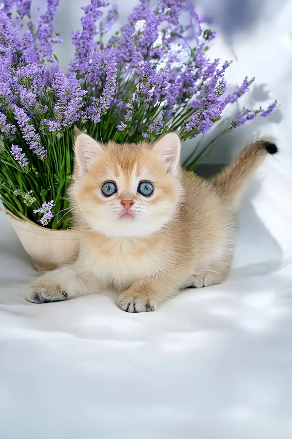 Adorable Scottish Fold kitten with blue eyes next to lavender flowers
