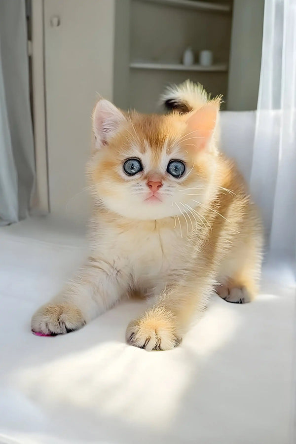 Cute Scottish Fold kitten Olive with fluffy fur and bright blue eyes