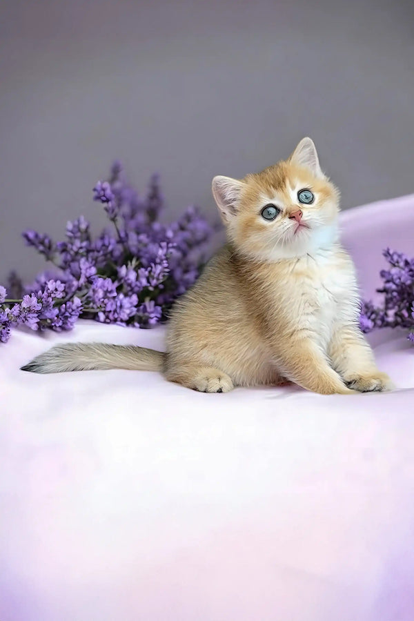 Adorable Scottish Fold kitten among vibrant purple lavender flowers