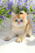 Adorable Scottish Fold kitten with big blue eyes surrounded by purple flowers