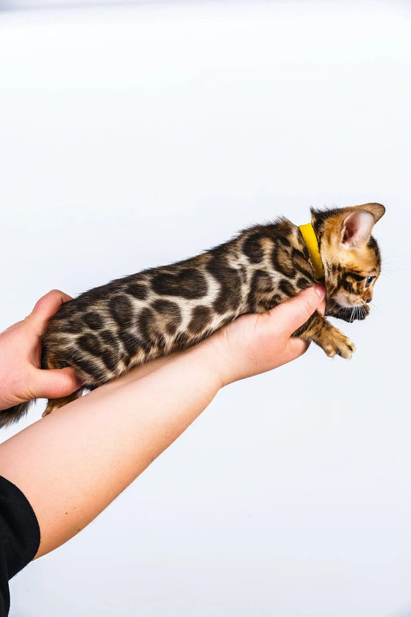 Oliver | bengal kitten