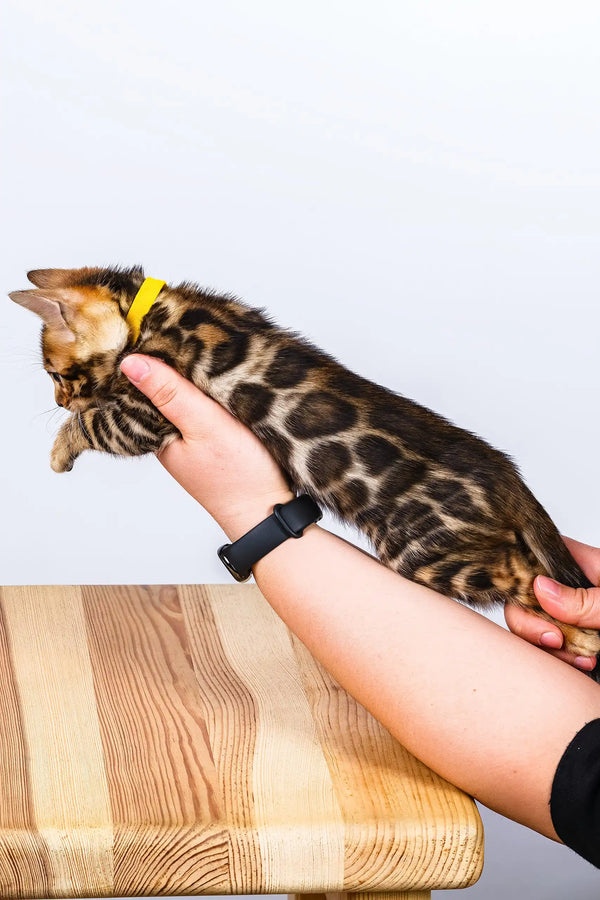 Oliver | bengal kitten