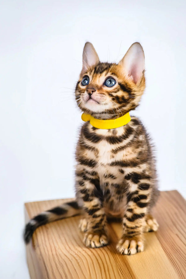 Oliver | bengal kitten