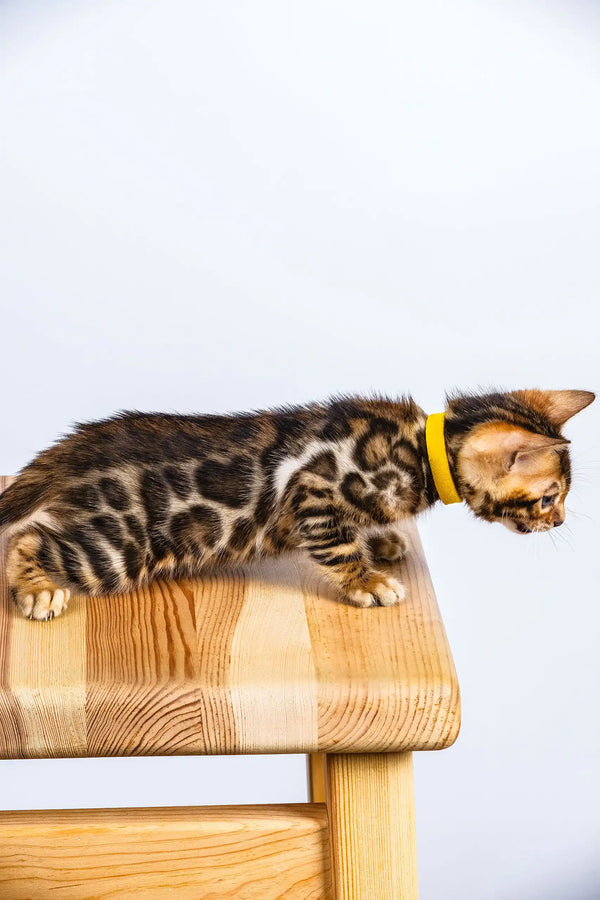 Oliver | bengal kitten