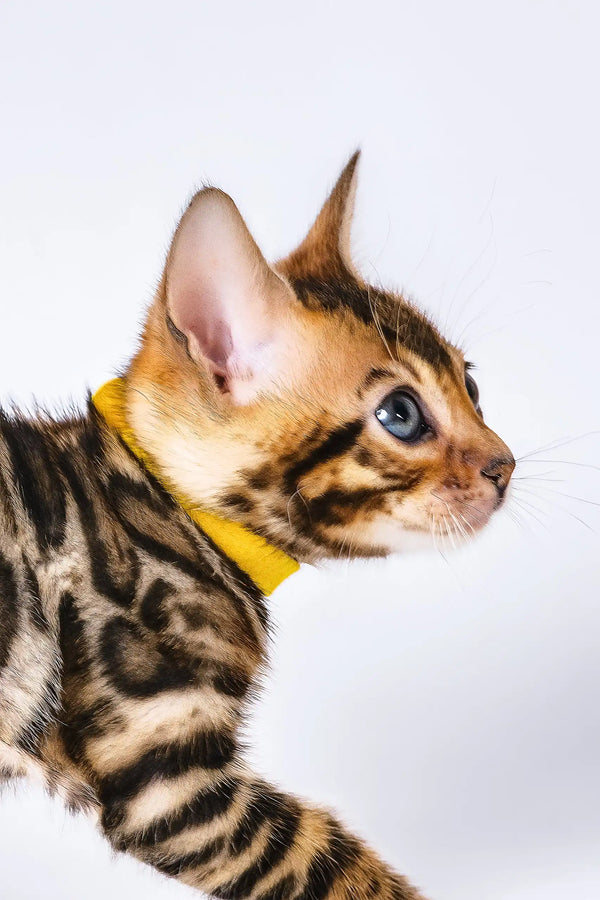 Oliver | bengal kitten