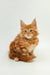 Adorable Orange Tabby Maine Coon Kitten with Fluffy Fur and Alert Expression