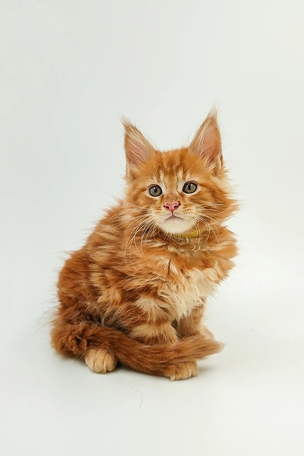 Adorable Orange Tabby Maine Coon Kitten with Fluffy Fur and Alert Expression