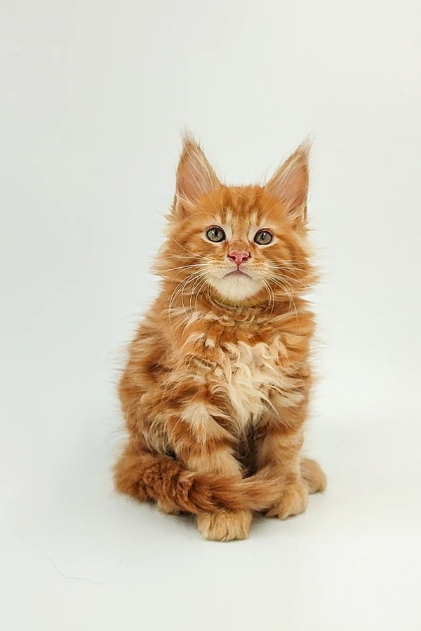 Fluffy orange Maine Coon kitten sitting upright, perfect for any Coon kitten lover