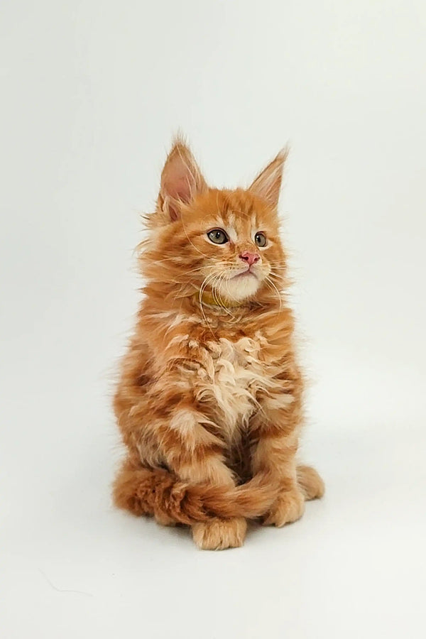 Fluffy orange Maine Coon kitten sitting upright, perfect for your Oliver | Maine Coon Kitten