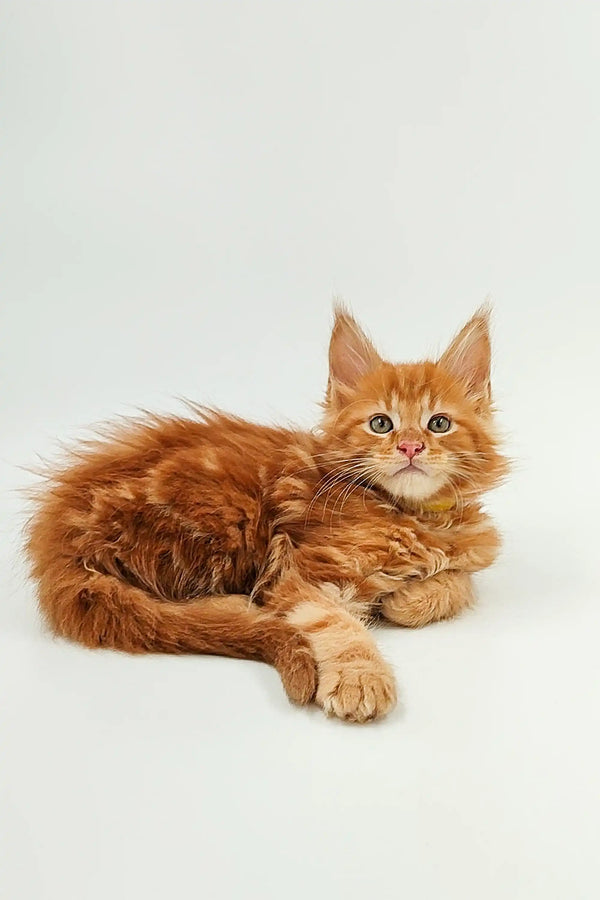 Fluffy orange Maine Coon kitten Oliver with bright eyes lounging cutely