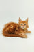 Fluffy orange Maine Coon kitten named Oliver with bright eyes lounging around