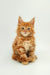 Fluffy orange Maine Coon kitten Oliver sitting upright, cuteness overload!