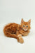 Fluffy orange Maine Coon kitten with bright green eyes lying cutely on its side