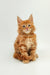 Fluffy orange Maine Coon kitten with bright eyes and tufted ears, named Oliver