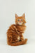 Fluffy orange Maine Coon kitten with bright eyes and pointed ears sitting upright