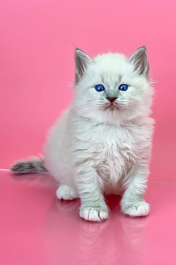Adorable White Siberian Kitten named Oliver with blue eyes and fluffy fur