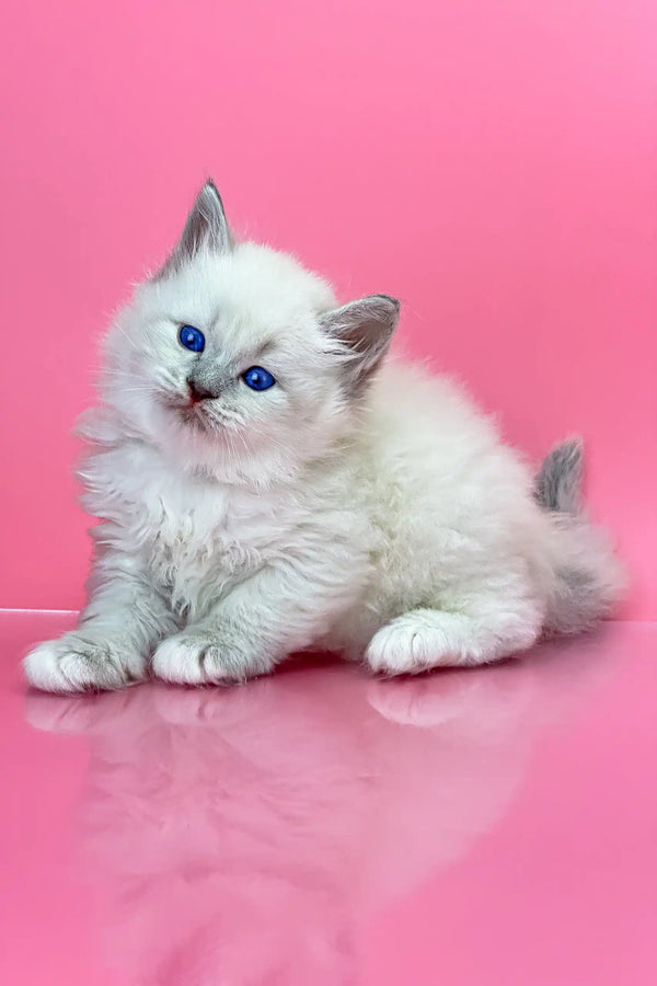 White Ragdoll kitten with blue eyes lounging cutely beside Oliver Siberian Kitten
