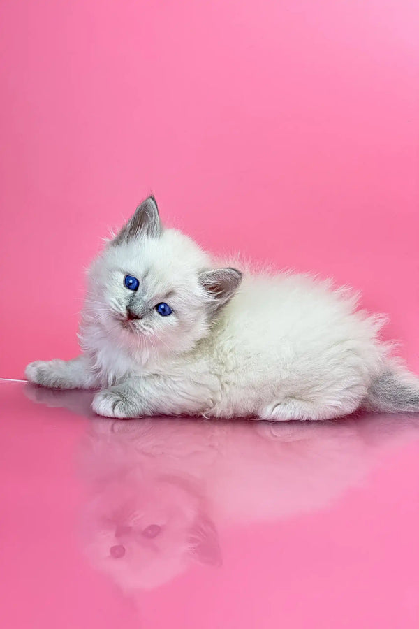 White Ragdoll kitten with blue eyes lounging around in Oliver Siberian Kitten product