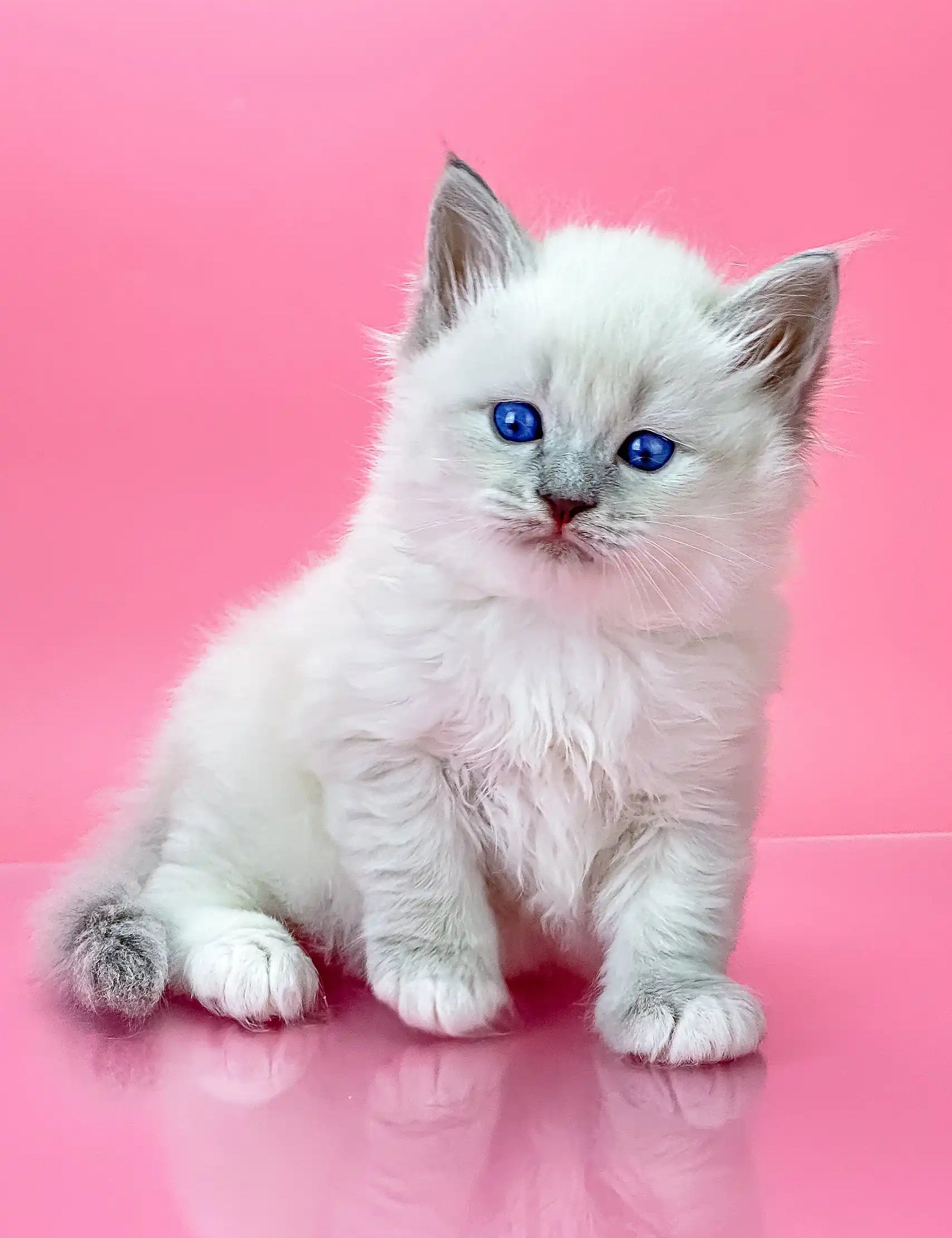 White Ragdoll kitten with blue eyes featured in Oliver Siberian Kitten product