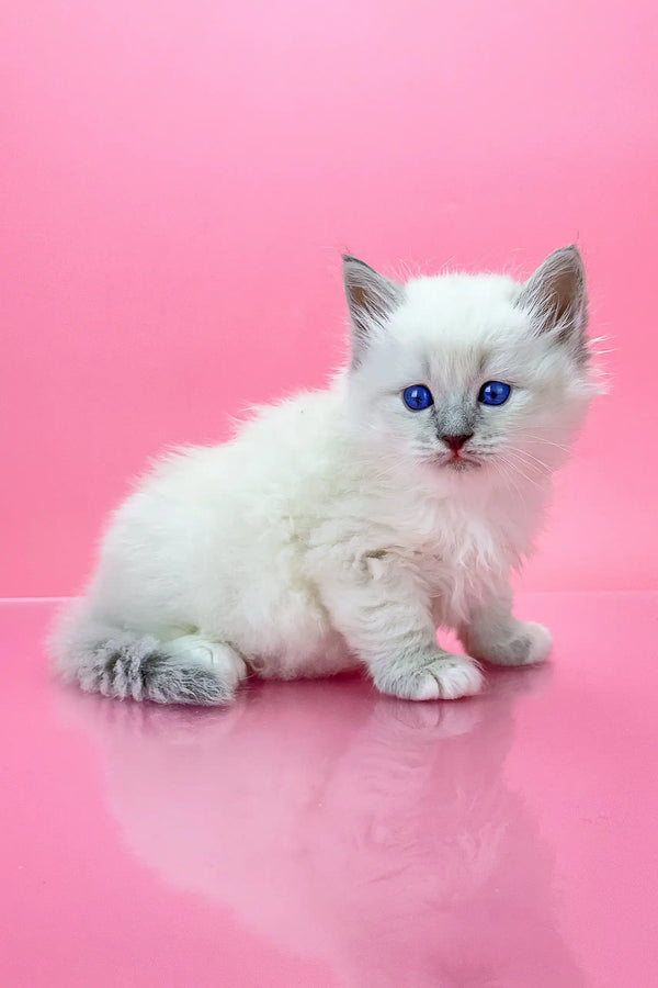 White Ragdoll kitten with blue eyes on shiny surface for Oliver Siberian Kitten