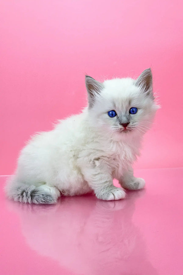 Adorable White Ragdoll Kitten with Blue Eyes and Fluffy Fur from Oliver | Siberian Kitten