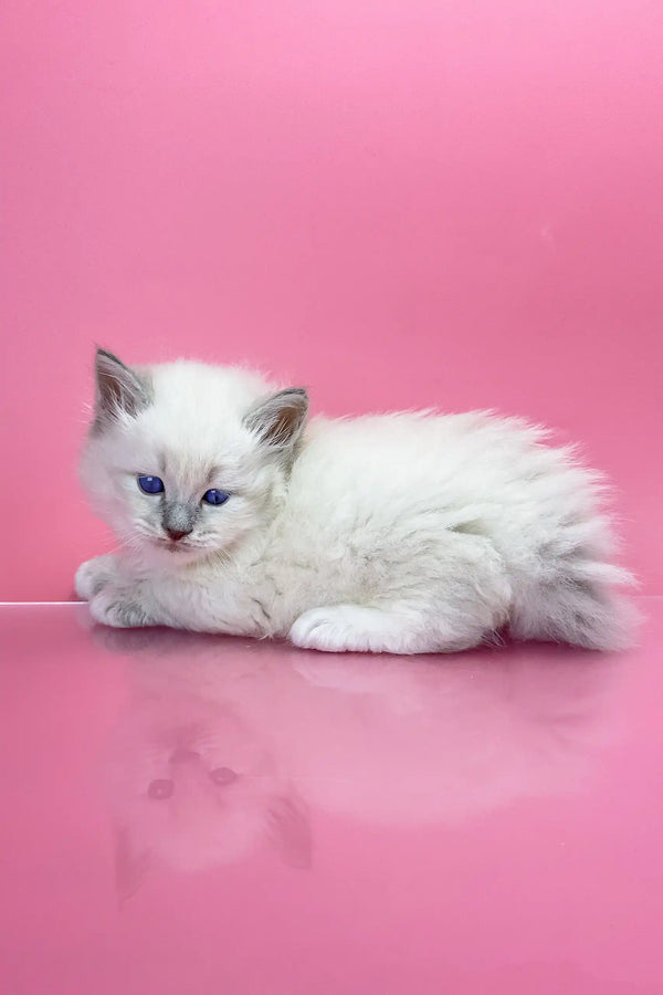 White Ragdoll kitten with blue eyes relaxing for Oliver Siberian Kitten product
