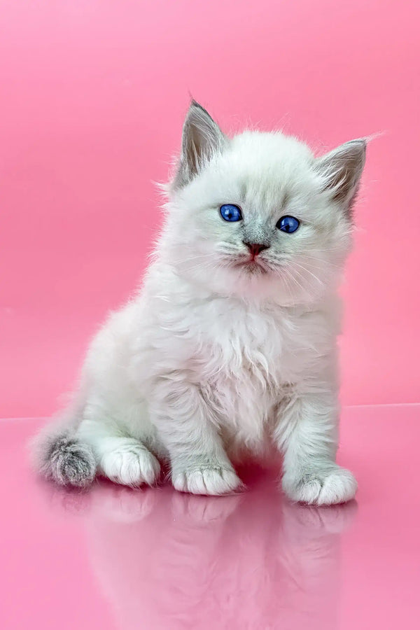 White Ragdoll kitten with blue eyes and fluffy fur in Oliver Siberian Kitten product