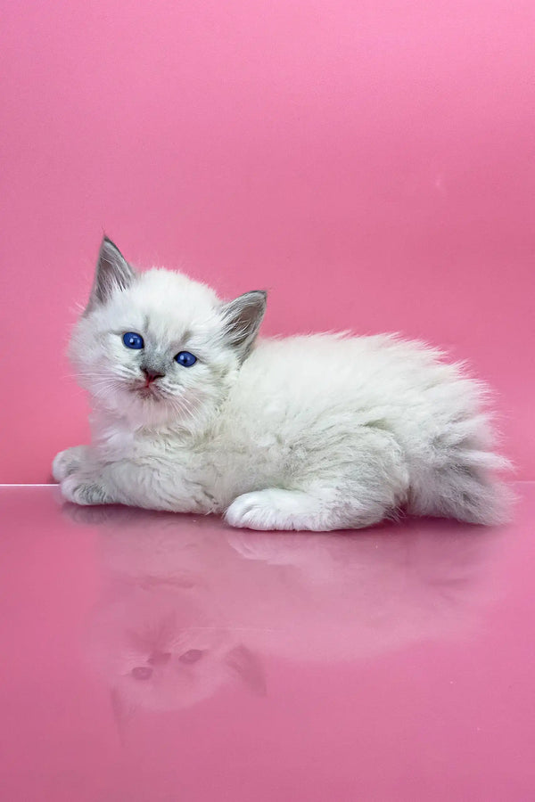 White Ragdoll kitten with blue eyes relaxing in the Oliver Siberian Kitten product