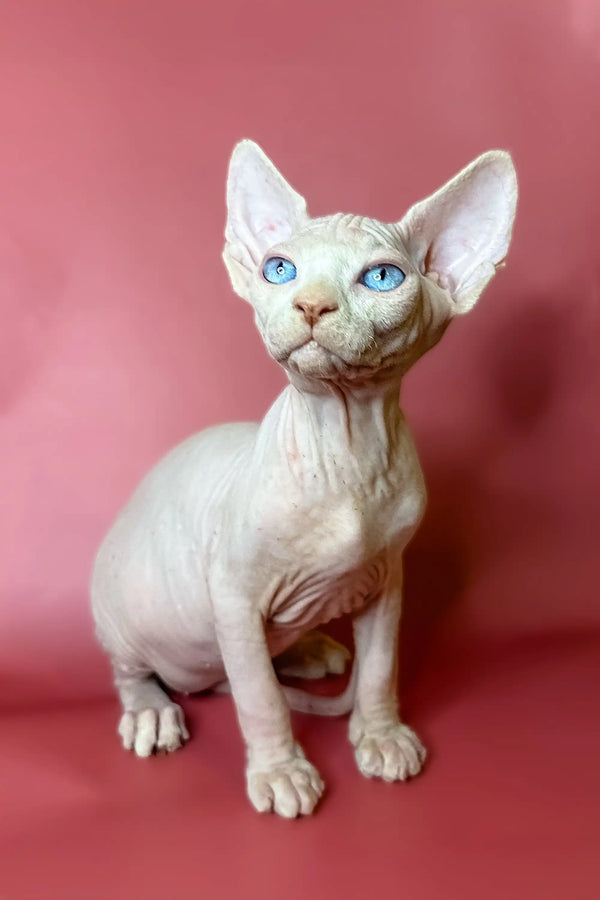 Cute Hairless Sphynx Kitten named Oliver with striking blue eyes