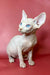 Adorable Hairless Cat with Blue Eyes - Oliver the Sphynx Kitten for Sale