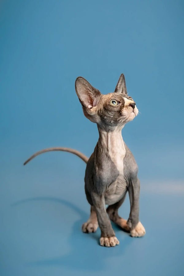 Hairless Sphynx kitten Oliver with big ears and a skinny tail, adorable male Canadian Sphynx