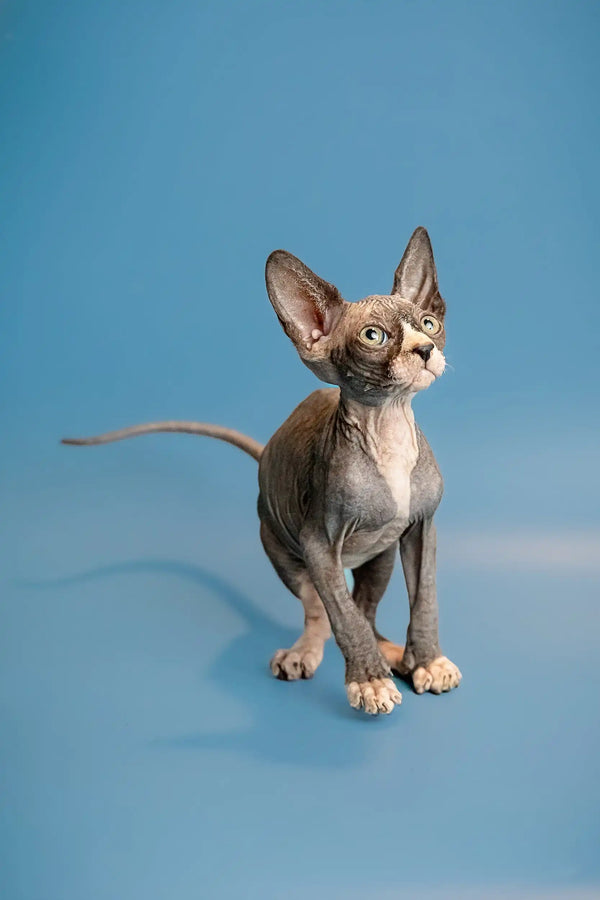 Hairless Sphynx kitten Oliver with big ears and wrinkled skin ready for a cuddle