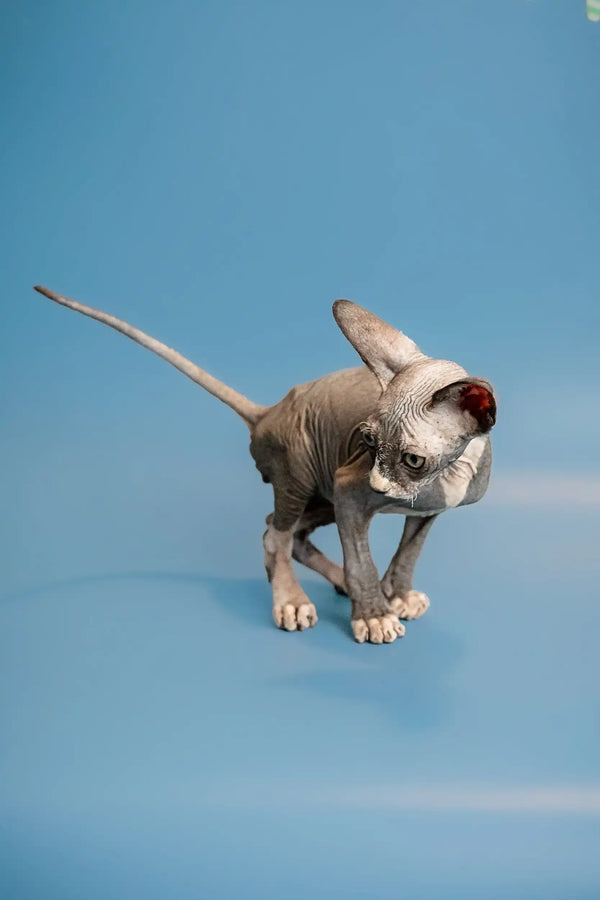 Sphynx kitten Oliver yawning with his cute wrinkled skin and playful personality